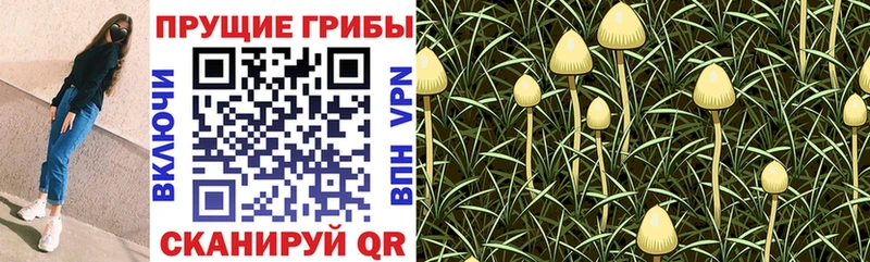 Псилоцибиновые грибы Psilocybe  магазин  наркотиков  Ессентукская 